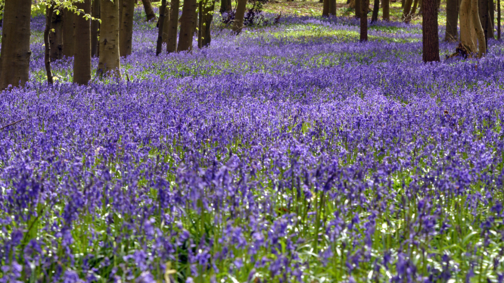 bluebells